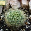 Mammillaria _crinita _ssp.crinita_ 04